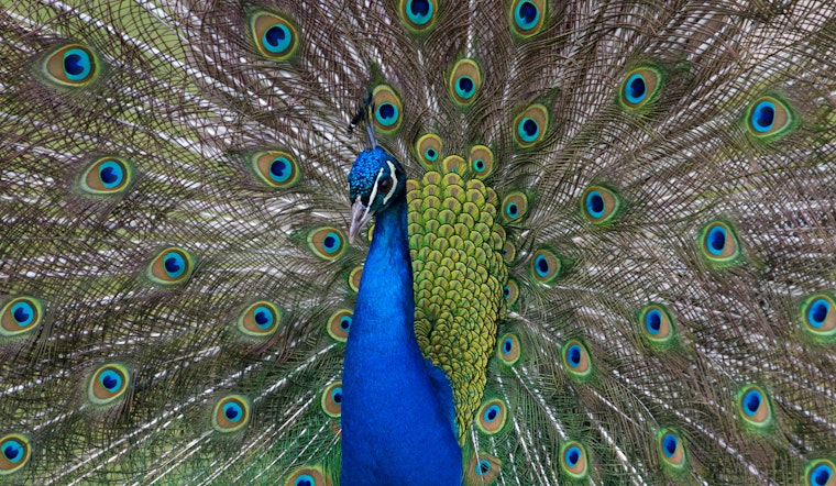 Runaway Peacock Struts Through Cherry Hill, Pops Up Near Voorhees Target