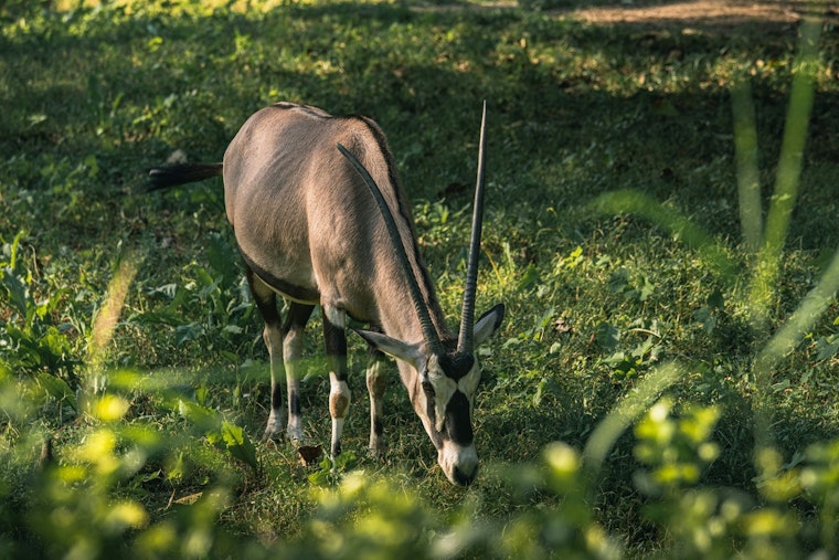 Runaway ‘Leonard’ The Oryx Turns Joelton Backroads Into Wild Safari