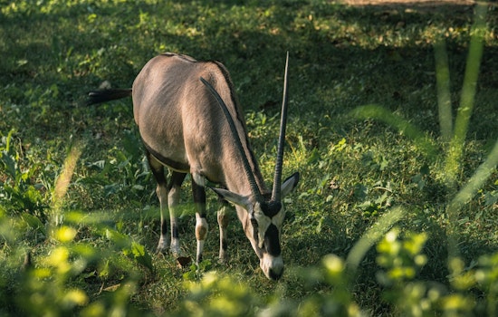 Runaway ‘Leonard’ The Oryx Turns Joelton Backroads Into Wild Safari