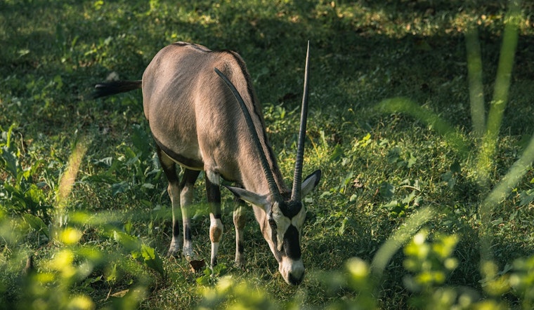 Runaway ‘Leonard’ The Oryx Turns Joelton Backroads Into Wild Safari