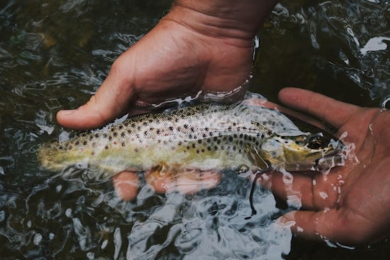 Sacramento Salmon Dumped Into River Death Trap as Feds Hold Back Water