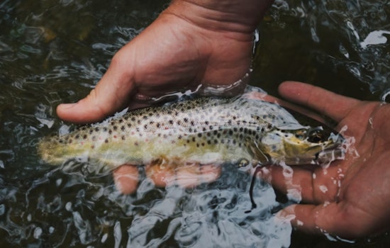 Sacramento Salmon Dumped Into River Death Trap as Feds Hold Back Water