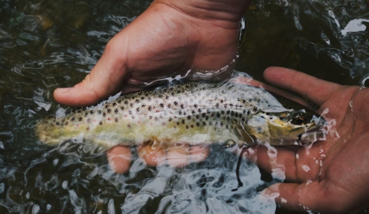 Sacramento Salmon Dumped Into River Death Trap as Feds Hold Back Water
