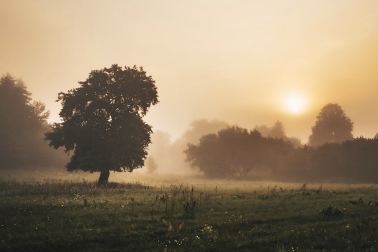 Sacramento Wakes in a Fog, Then Basks in Springlike Weekend Warmup