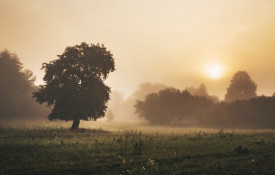 Sacramento Wakes in a Fog, Then Basks in Springlike Weekend Warmup