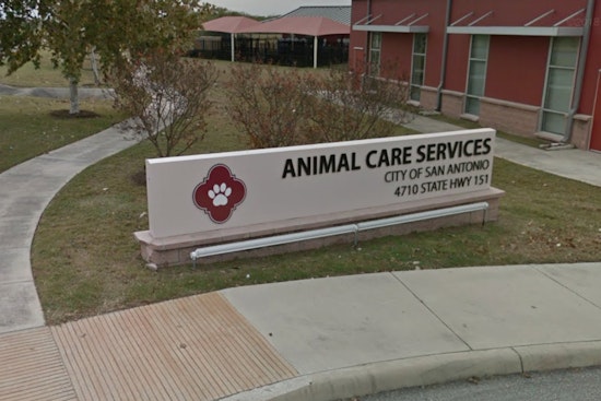 San Antonio Shelter Slashes Fees To $25 In St. Patrick’s Day Pet Rush