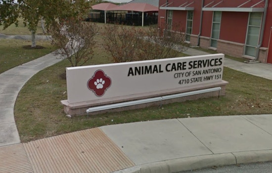 San Antonio Shelter Slashes Fees To $25 In St. Patrick’s Day Pet Rush