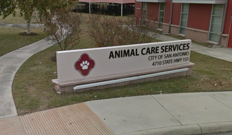 San Antonio Shelter Slashes Fees To $25 In St. Patrick’s Day Pet Rush