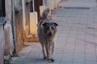 San Francisco’s Big Snip: City Floats Rule To Fix Every Dog