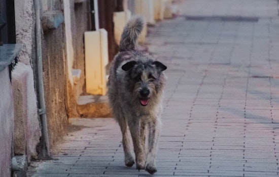 San Francisco’s Big Snip: City Floats Rule To Fix Every Dog