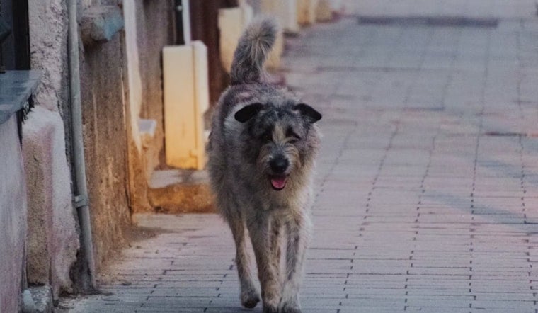 San Francisco’s Big Snip: City Floats Rule To Fix Every Dog