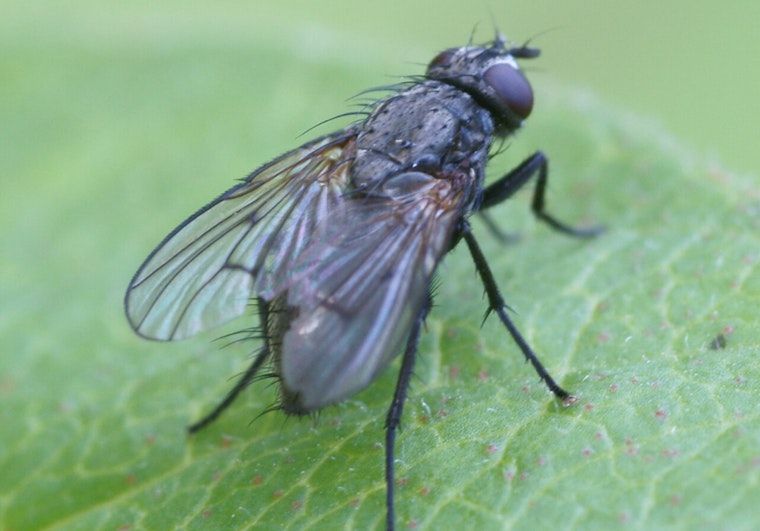 San Gabriel Valley Hit by Surge of Biting Black Flies as Spring Turns Into Swatting Season