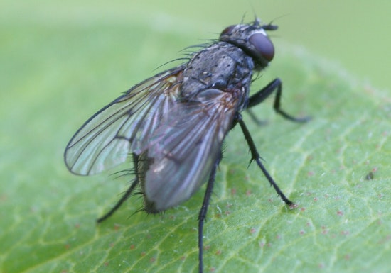 San Gabriel Valley Hit by Surge of Biting Black Flies as Spring Turns Into Swatting Season
