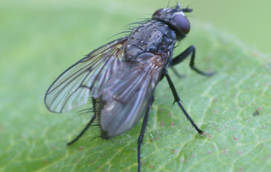 San Gabriel Valley Hit by Surge of Biting Black Flies as Spring Turns Into Swatting Season