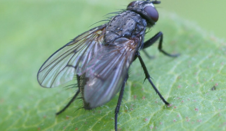 San Gabriel Valley Hit by Surge of Biting Black Flies as Spring Turns Into Swatting Season