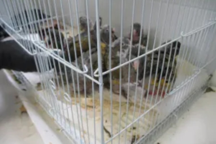 San Ysidro Bird Bust: 17 Smuggled Parrots, 3 Months in Federal Lockup