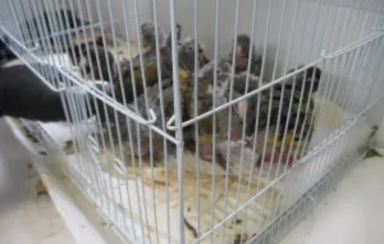 San Ysidro Bird Bust: 17 Smuggled Parrots, 3 Months in Federal Lockup