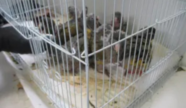 San Ysidro Bird Bust: 17 Smuggled Parrots, 3 Months in Federal Lockup