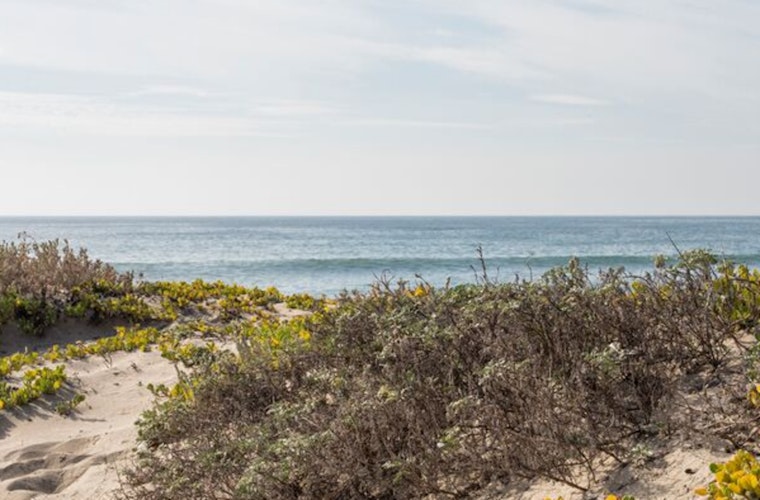 Santa Monica Adds Nearly 30 Acres Of Restored Beach Dunes