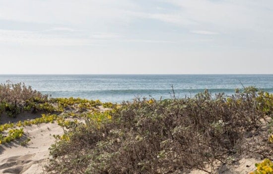 Santa Monica Adds Nearly 30 Acres Of Restored Beach Dunes