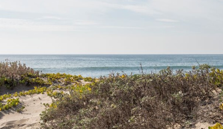Santa Monica Adds Nearly 30 Acres Of Restored Beach Dunes
