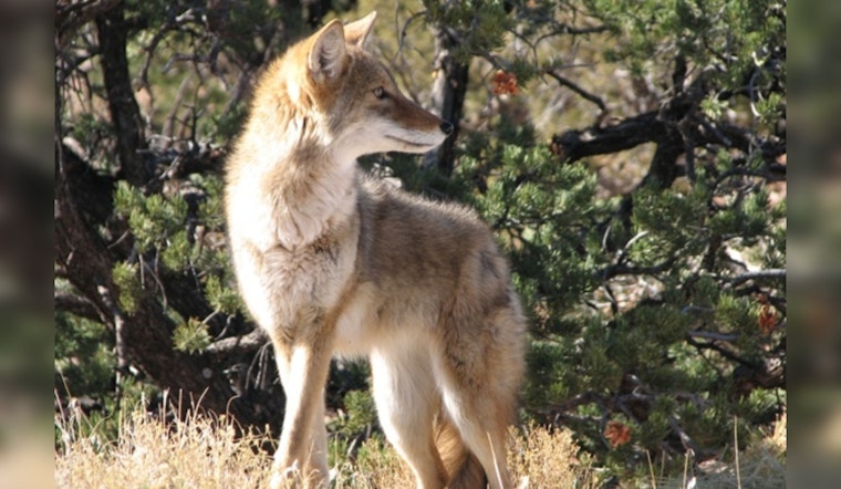 Santa Monica Faces Bolder Coyotes After Palisades Fire