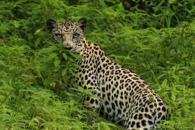Saudi Cash Brings Big Cats To D.C. Zoo In $51.6 Million Leopard Deal