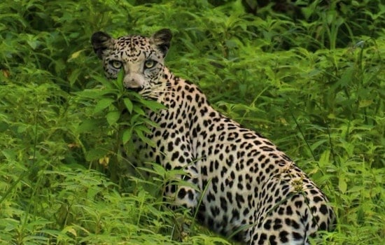 Saudi Cash Brings Big Cats To D.C. Zoo In $51.6 Million Leopard Deal