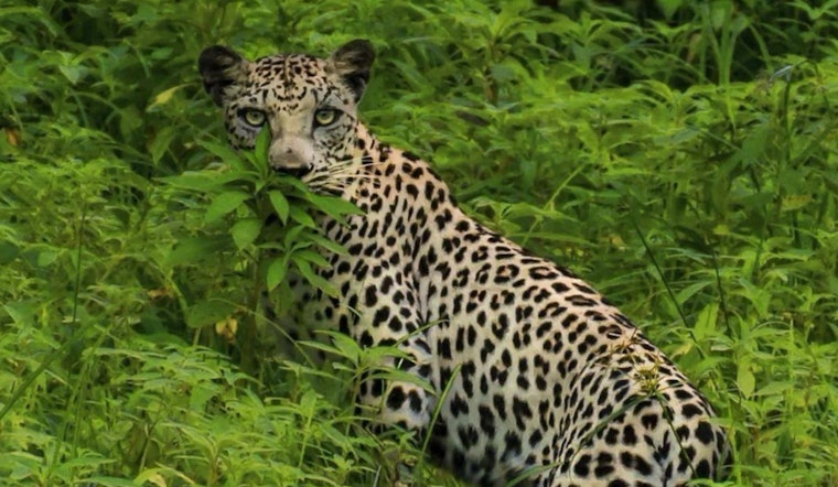 Saudi Cash Brings Big Cats To D.C. Zoo In $51.6 Million Leopard Deal