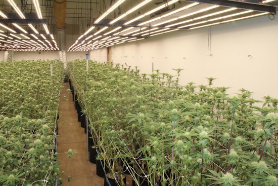 Sayre Pot Raid as State Agents Rip Up 7,286 Plants at Local Grow
