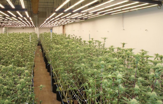 Sayre Pot Raid as State Agents Rip Up 7,286 Plants at Local Grow