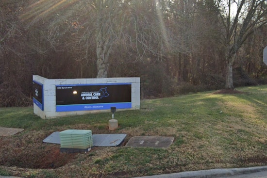 Scammer Tried To Ransom Their ‘Injured’ Dog Before Charlotte Shelter Stepped In