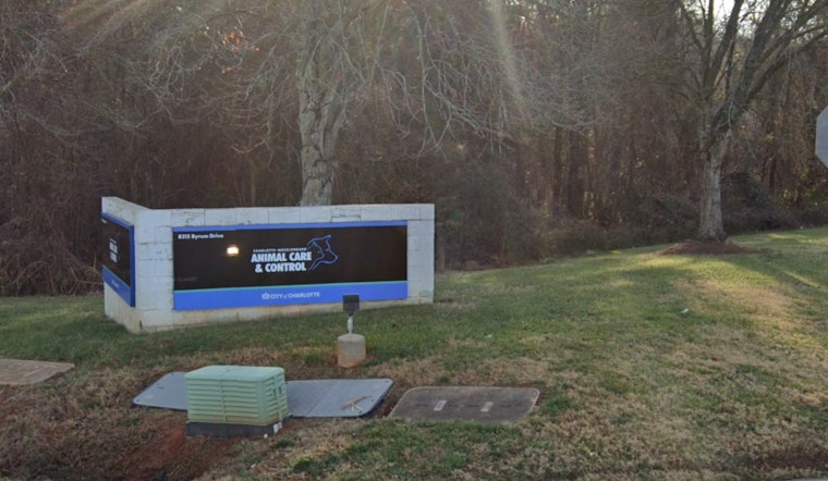 Scammer Tried To Ransom Their ‘Injured’ Dog Before Charlotte Shelter Stepped In