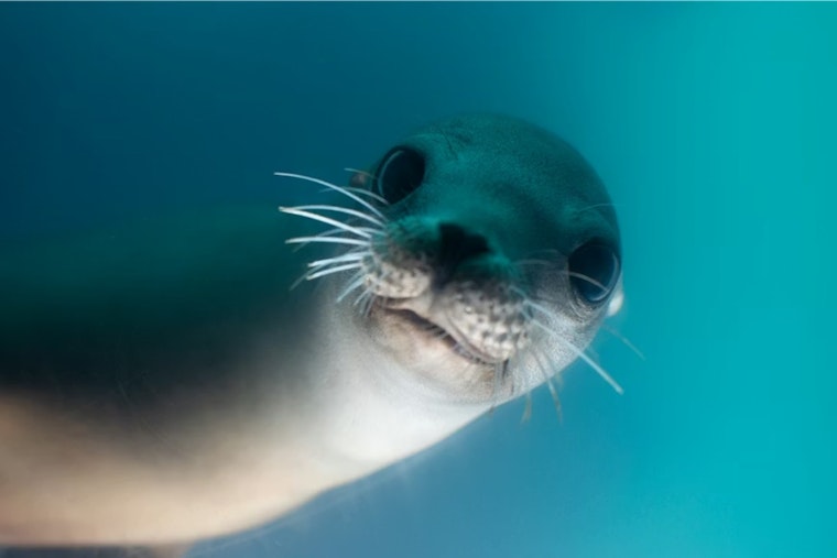 Sea Lion With Bullet Behind Eye Nursed Back To Health, Released Off San Diego