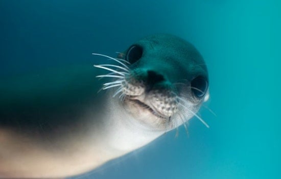 Sea Lion With Bullet Behind Eye Nursed Back To Health, Released Off San Diego