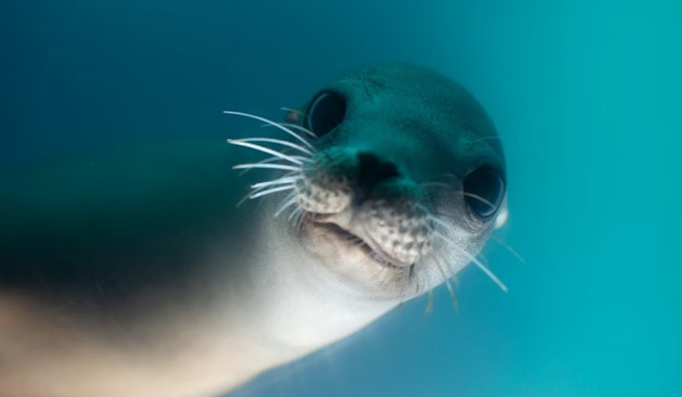 Sea Lion With Bullet Behind Eye Nursed Back To Health, Released Off San Diego