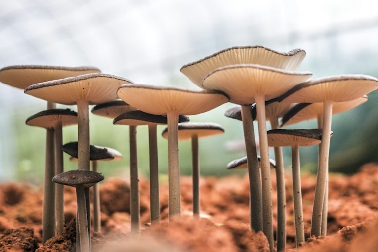 Secret Shroom Stashes Bloom on Silicon Valley's Posh Campuses