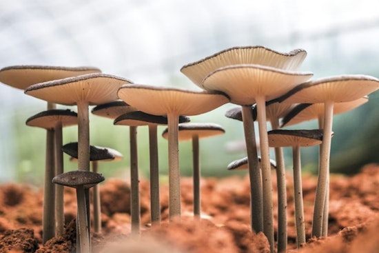 Secret Shroom Stashes Bloom on Silicon Valley's Posh Campuses