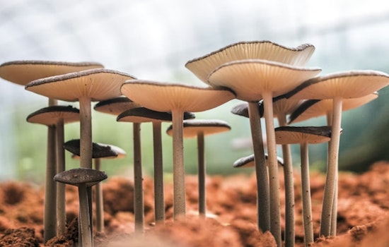 Secret Shroom Stashes Bloom on Silicon Valley's Posh Campuses