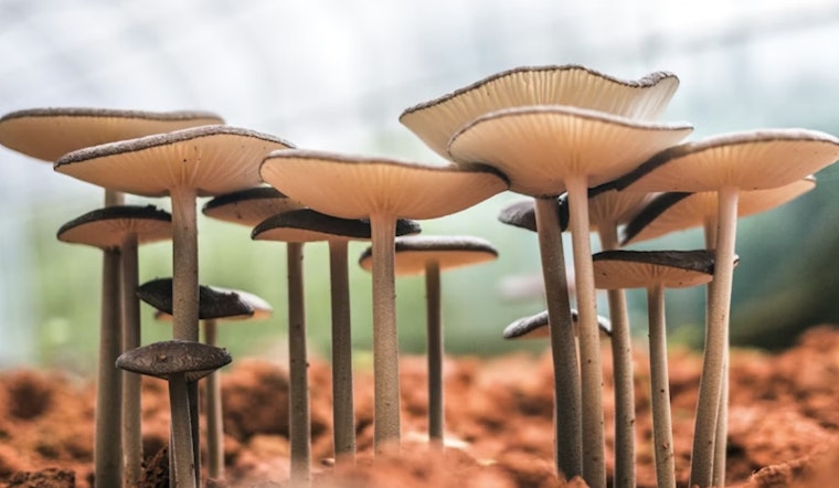 Secret Shroom Stashes Bloom on Silicon Valley's Posh Campuses