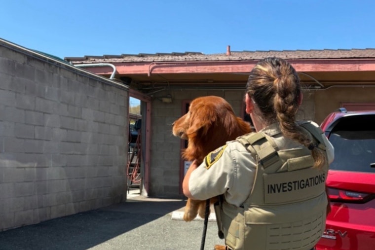 Seven Starving Dogs Pulled From Bonsall Property in County Rescue