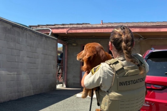 Seven Starving Dogs Pulled From Bonsall Property in County Rescue