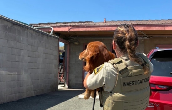 Seven Starving Dogs Pulled From Bonsall Property in County Rescue