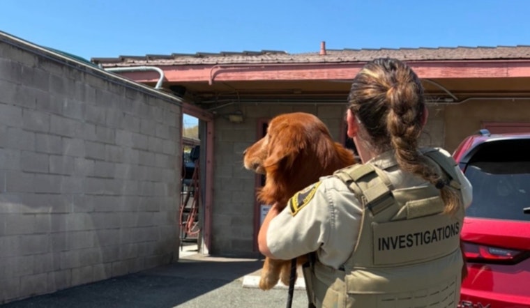 Seven Starving Dogs Pulled From Bonsall Property in County Rescue