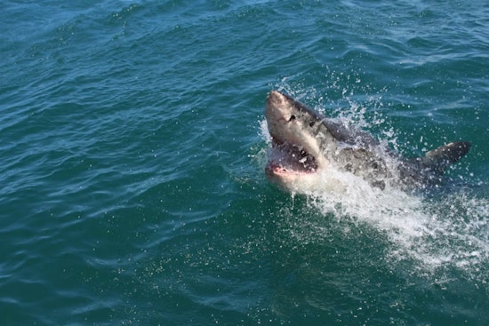 Shark Bites Mendocino Surfer as Big River Beach Shuts Down