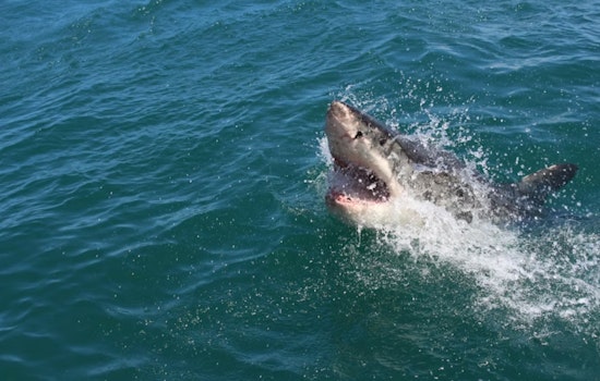 Shark Bites Mendocino Surfer as Big River Beach Shuts Down