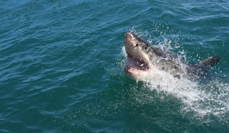 Shark Bites Mendocino Surfer as Big River Beach Shuts Down