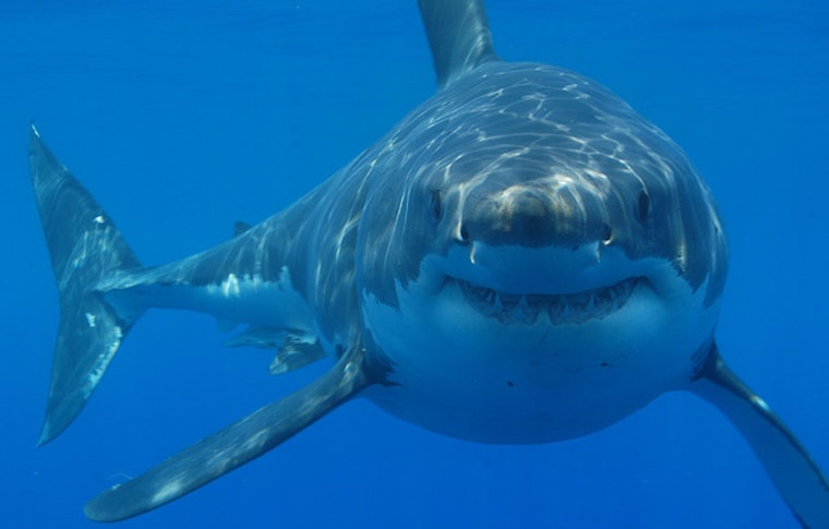 Shark Spotted Near Surfer Closes Newport Beach Water Access