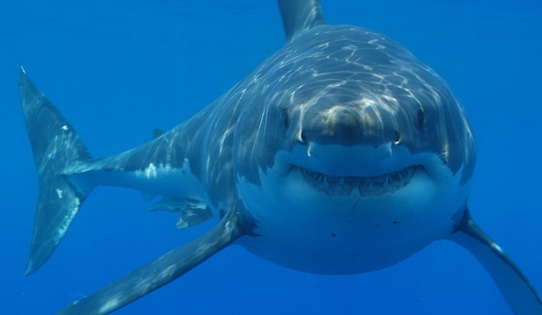 Shark Spotted Near Surfer Closes Newport Beach Water Access