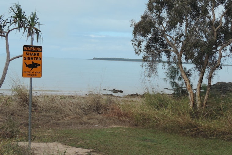 Shark Crashes Turtle Beach Hangout, Lifeguards Clear North Shore Waters